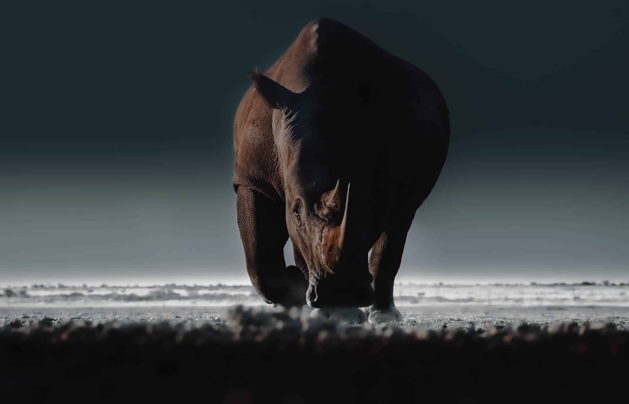 Wildlife at an Etosha waterhole