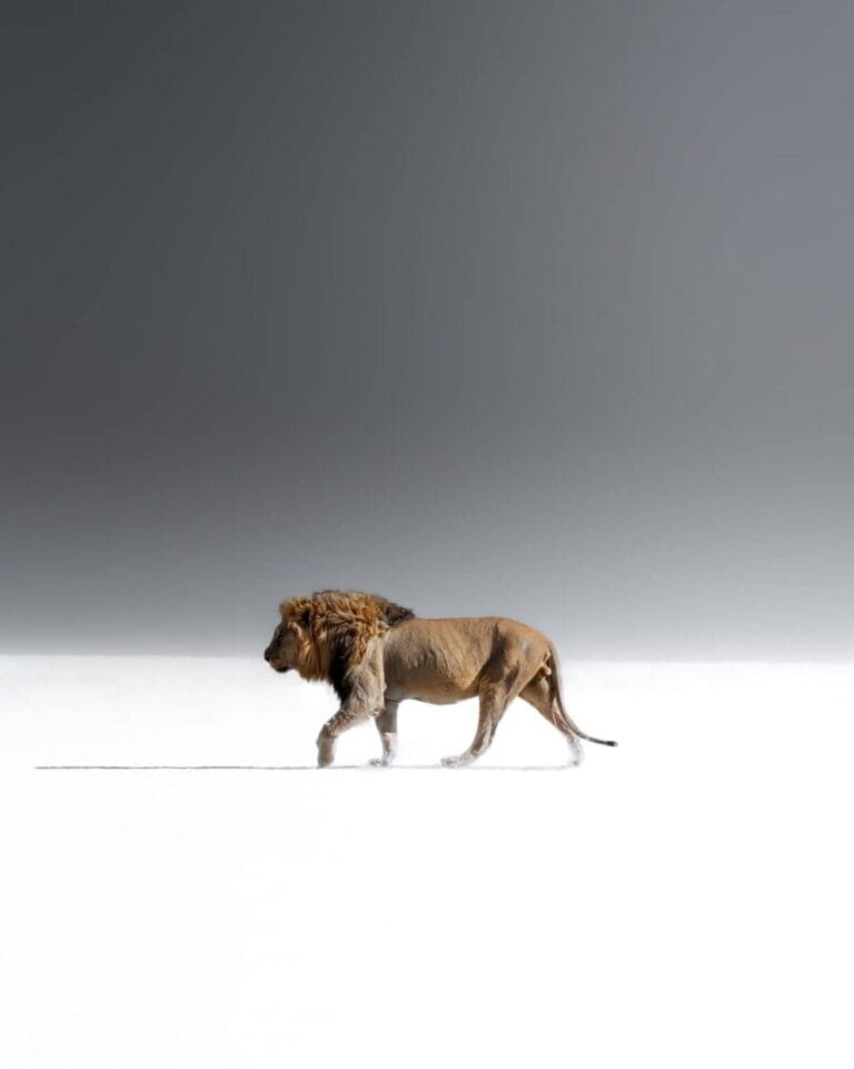 Etosha lion