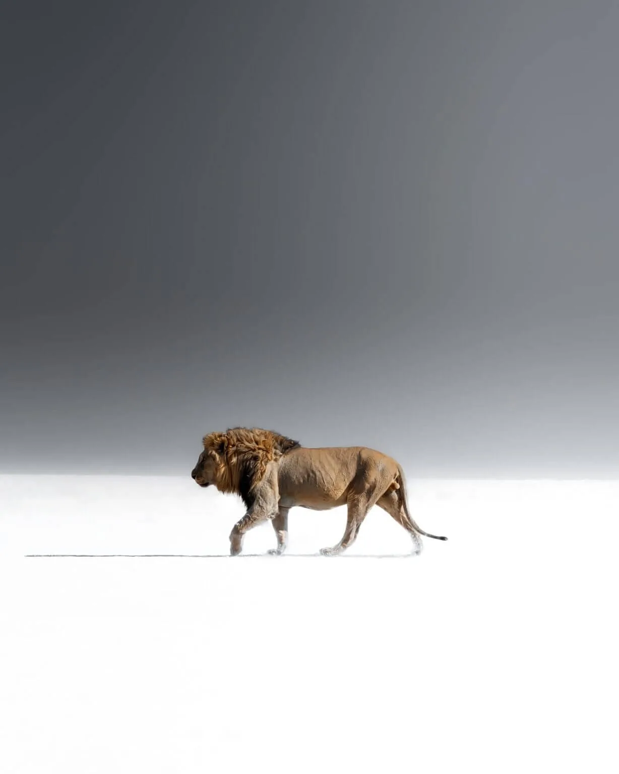 Etosha lion — Solly Levi