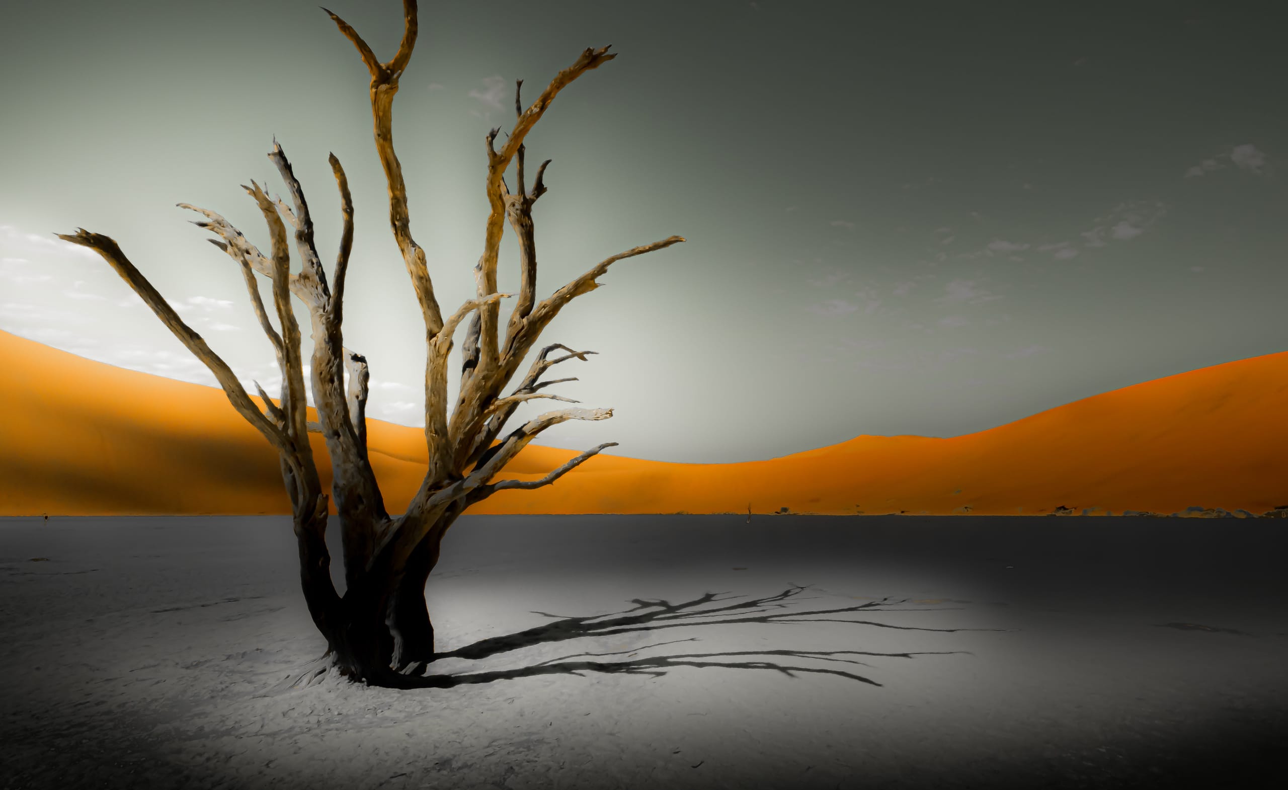 Dead camelthorn trees on the white clay pan of Deadvlei, Namibia