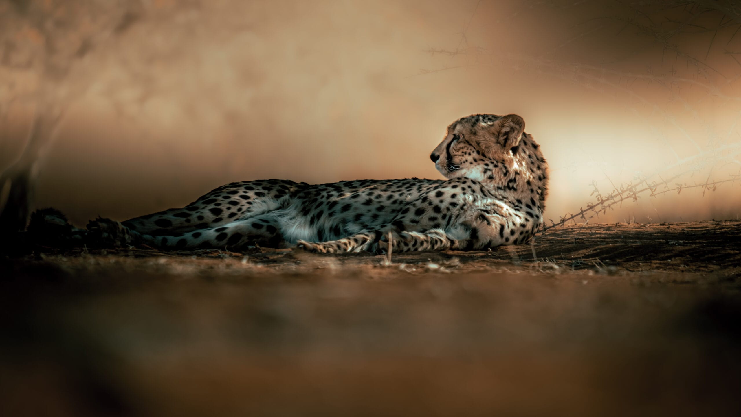 Luxury Safaris
