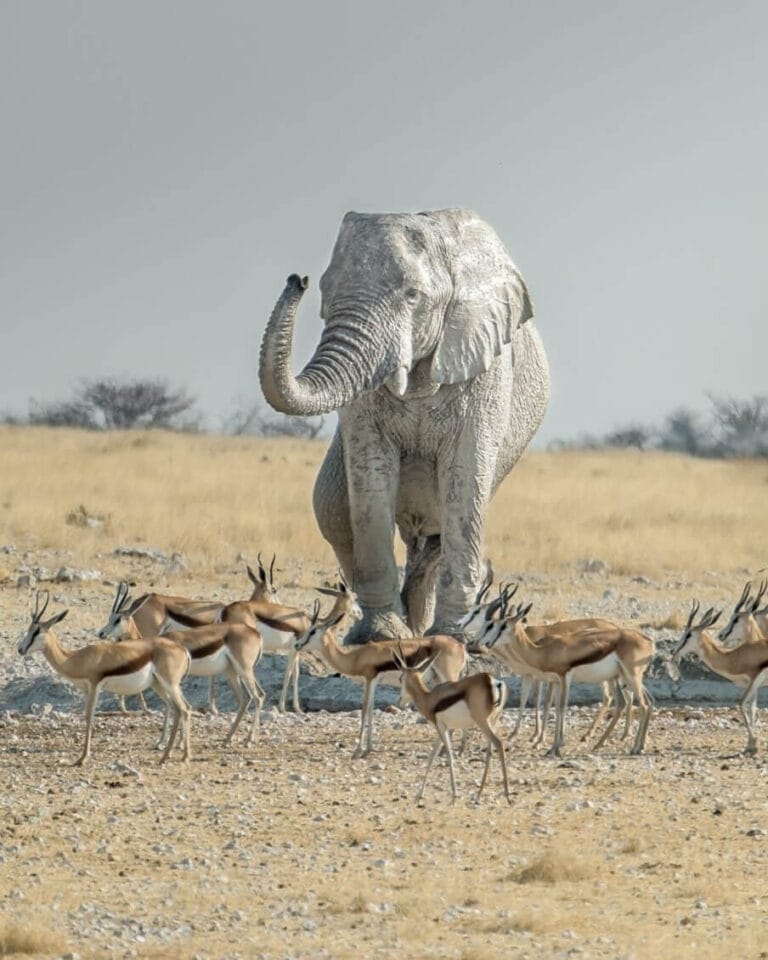 Etosha elephant
