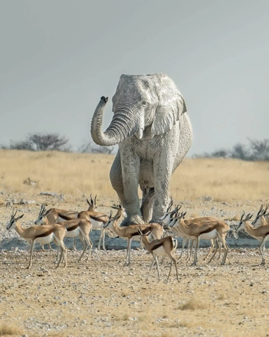 Etosha elephant — Solly Levi