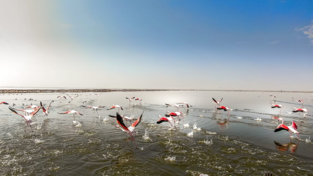 Flamingos in the shallows on the Namibian coast