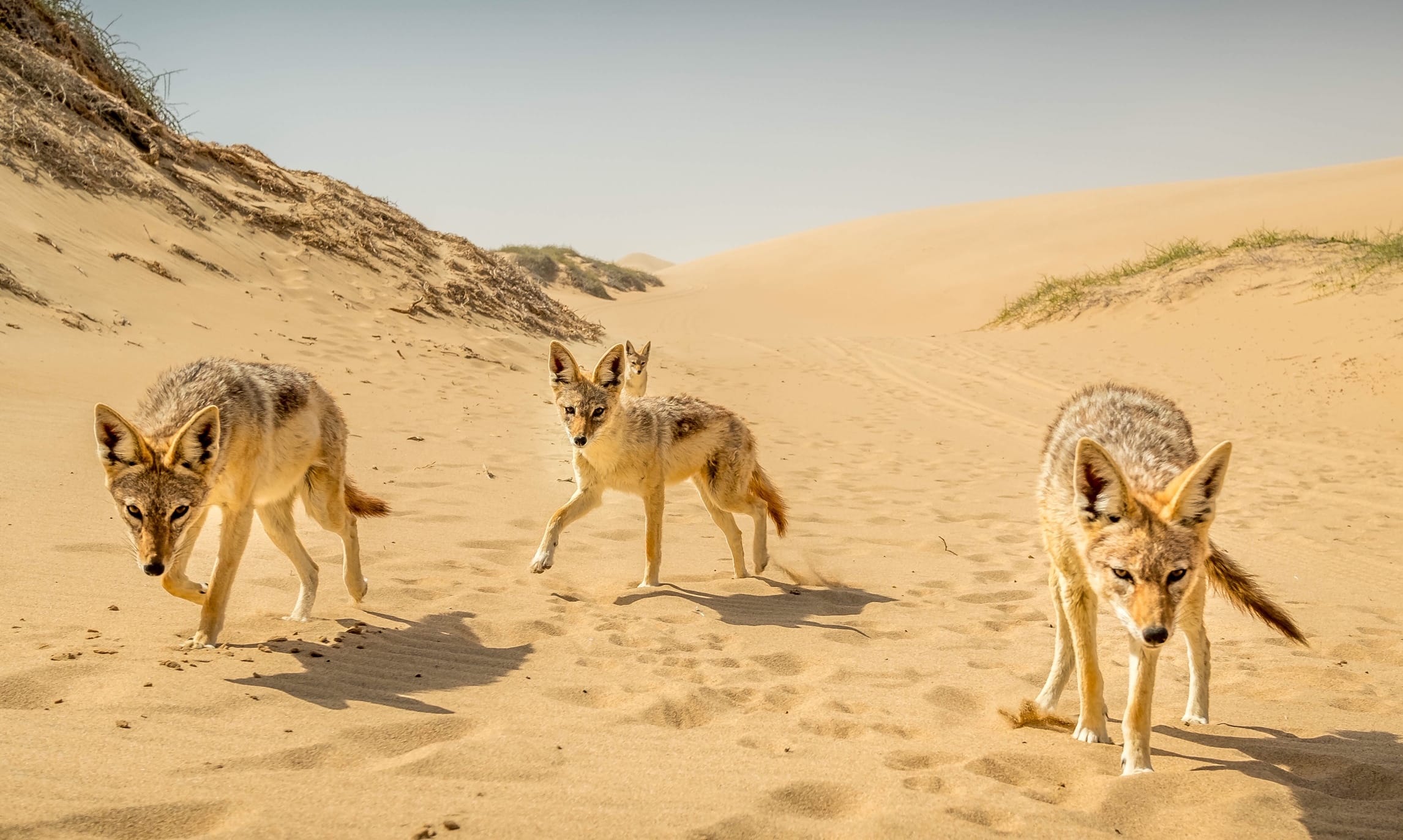 Desert landscape