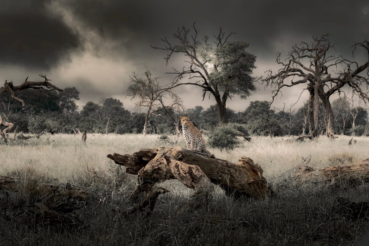 Leopard resting on a fallen tree in northern Namibia