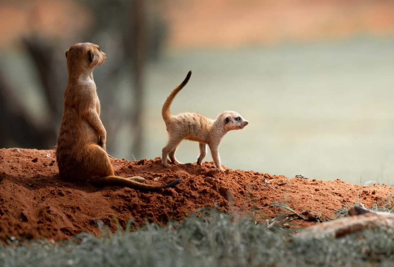 meerkat baby solly large