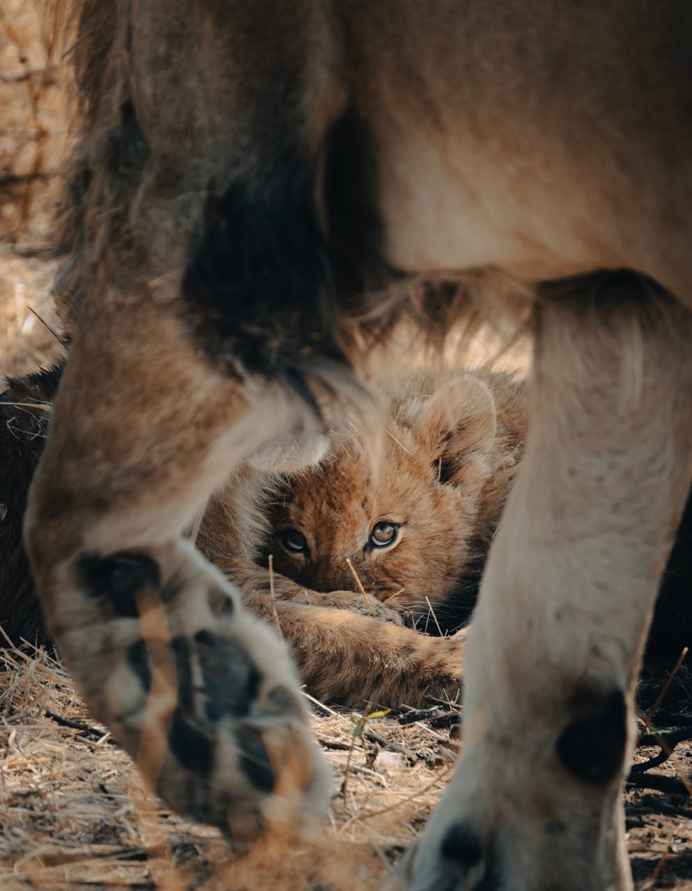 Lioness and cub resting in dry grass in Namibia
