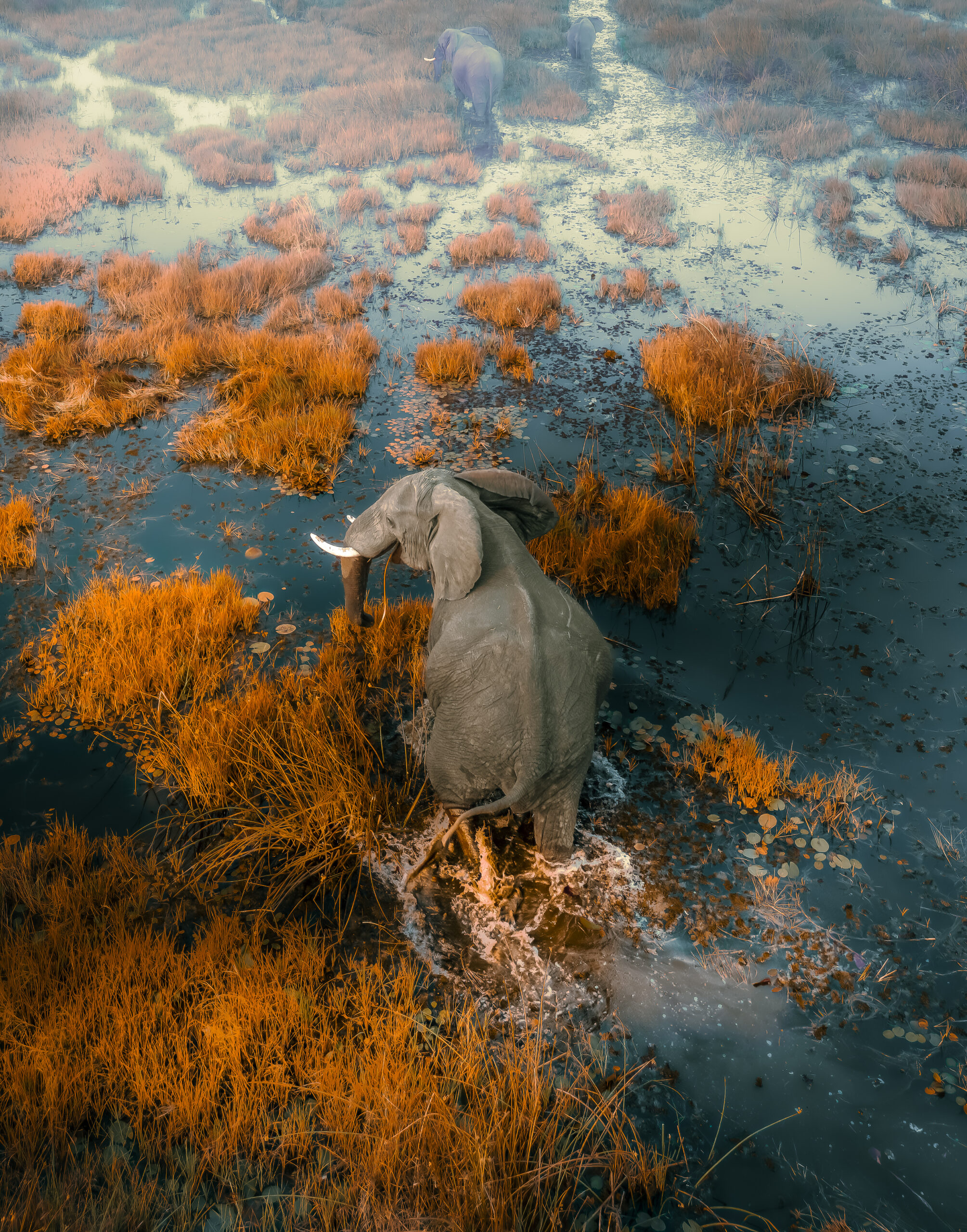 Interesting Facts Grant Golden Mole – Namibia's Sand Swimmer Image 2