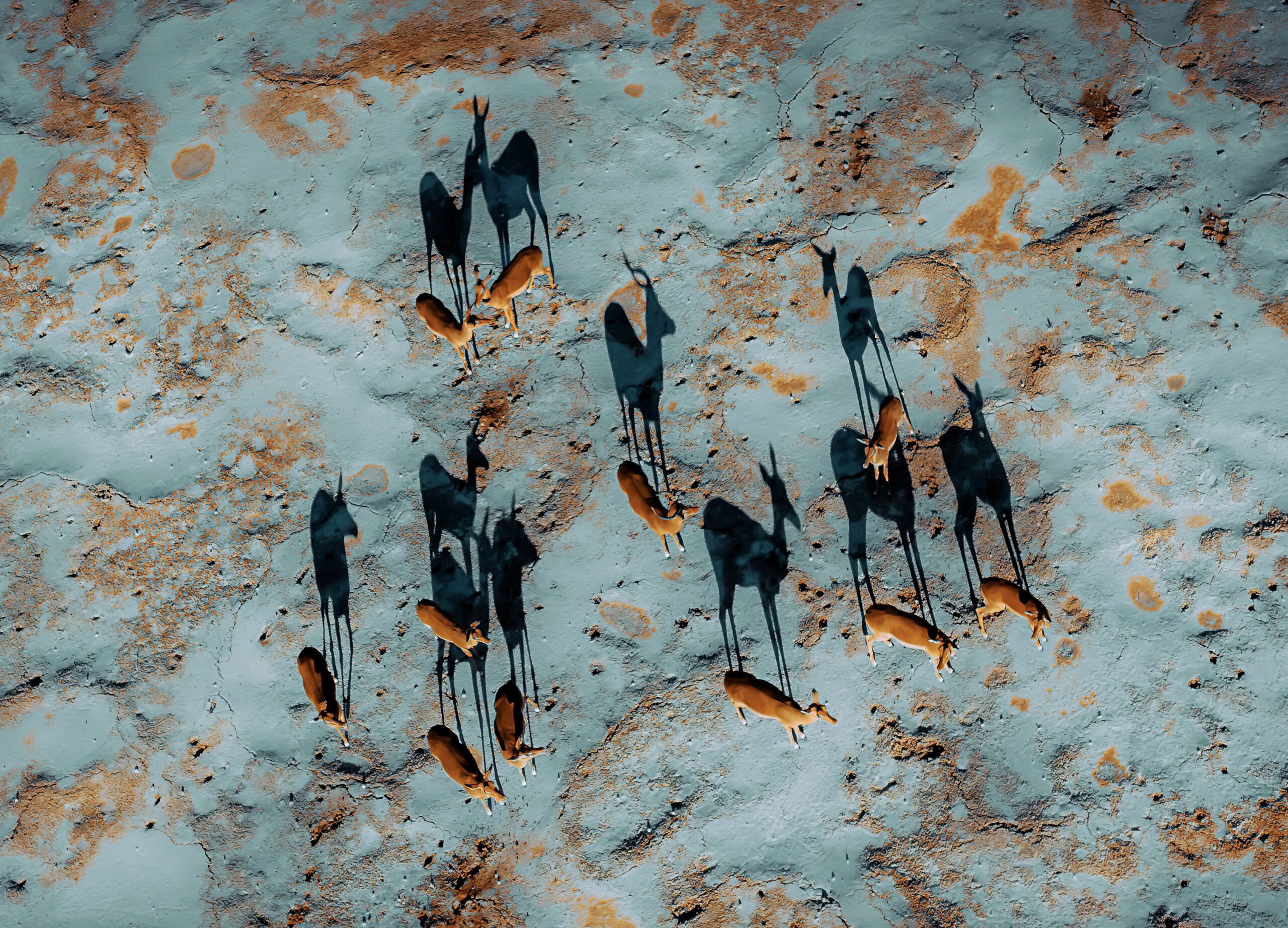 Interesting Facts Grant Golden Mole – Namibia's Sand Swimmer Image 3