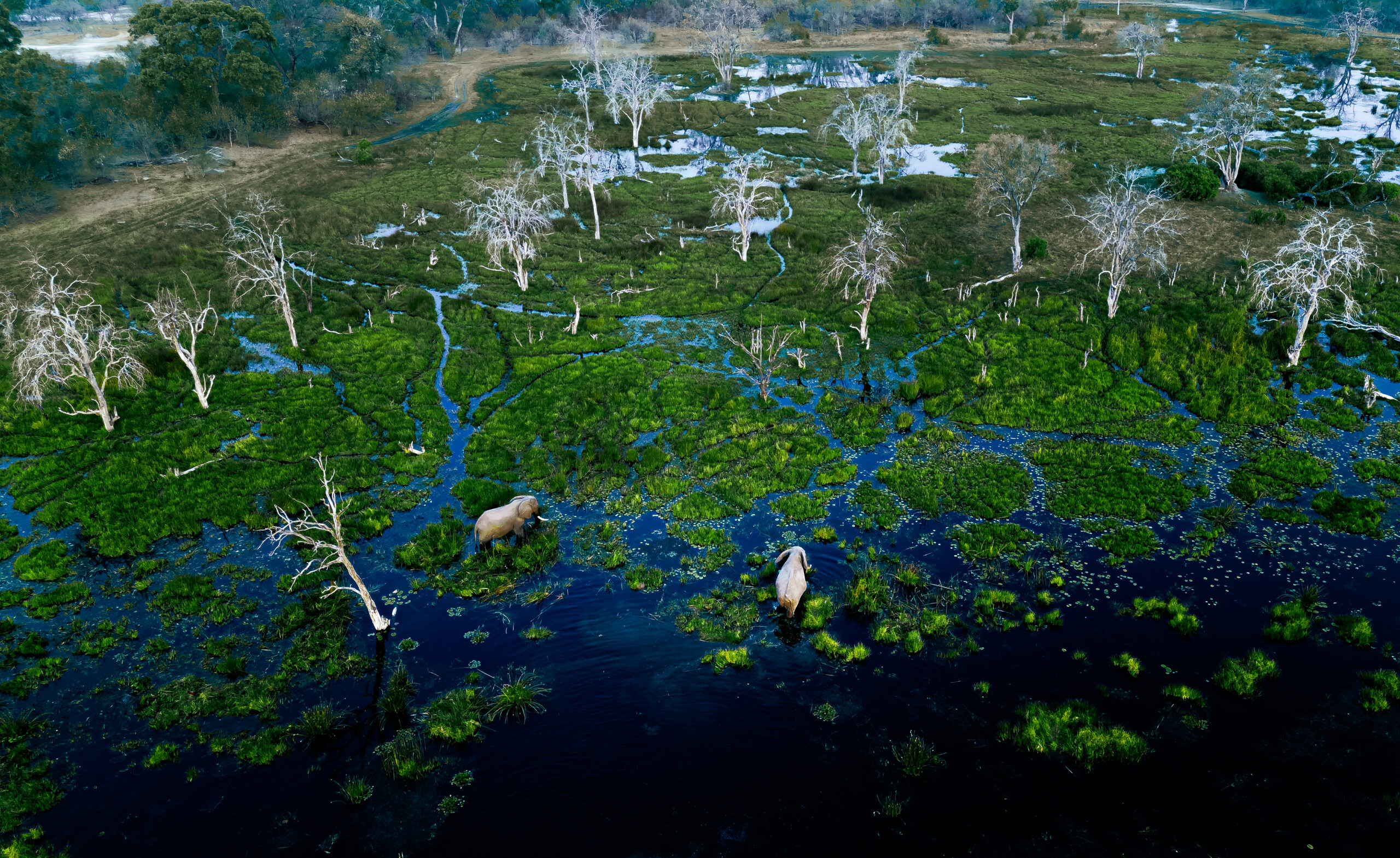 Interesting Facts Grant Golden Mole – Namibia's Sand Swimmer Image 4
