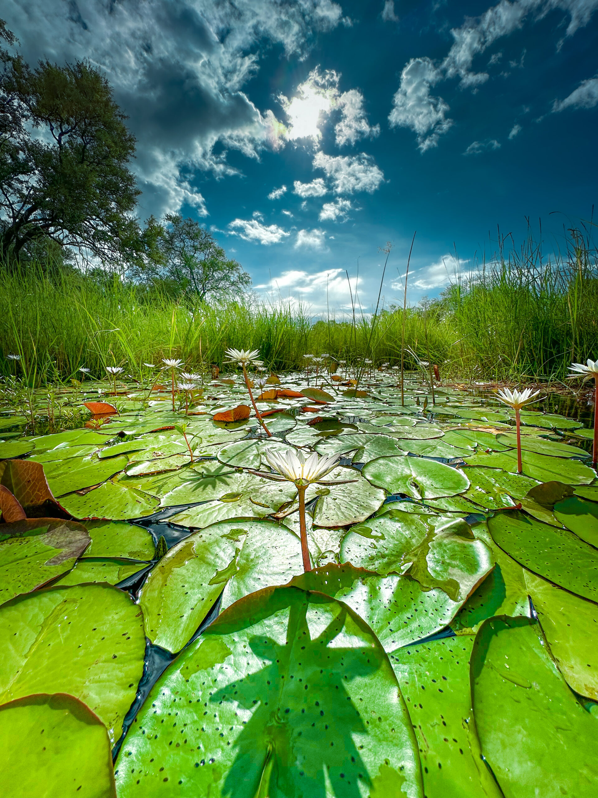 Interesting Facts Black Backed Jackal – Namibia’s Cunning Canid Image 1