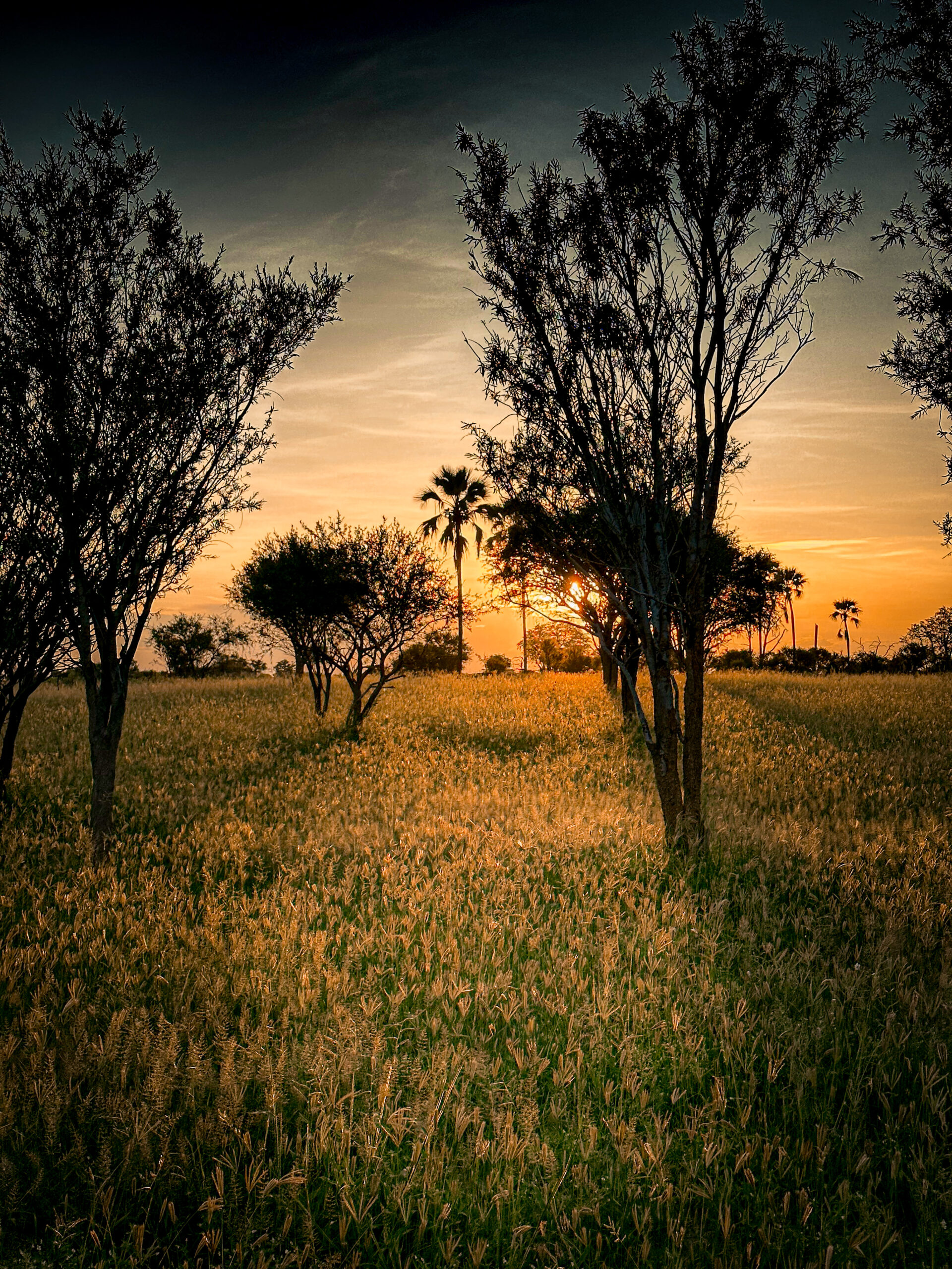 Interesting Facts Black Backed Jackal – Namibia’s Cunning Canid Image 2