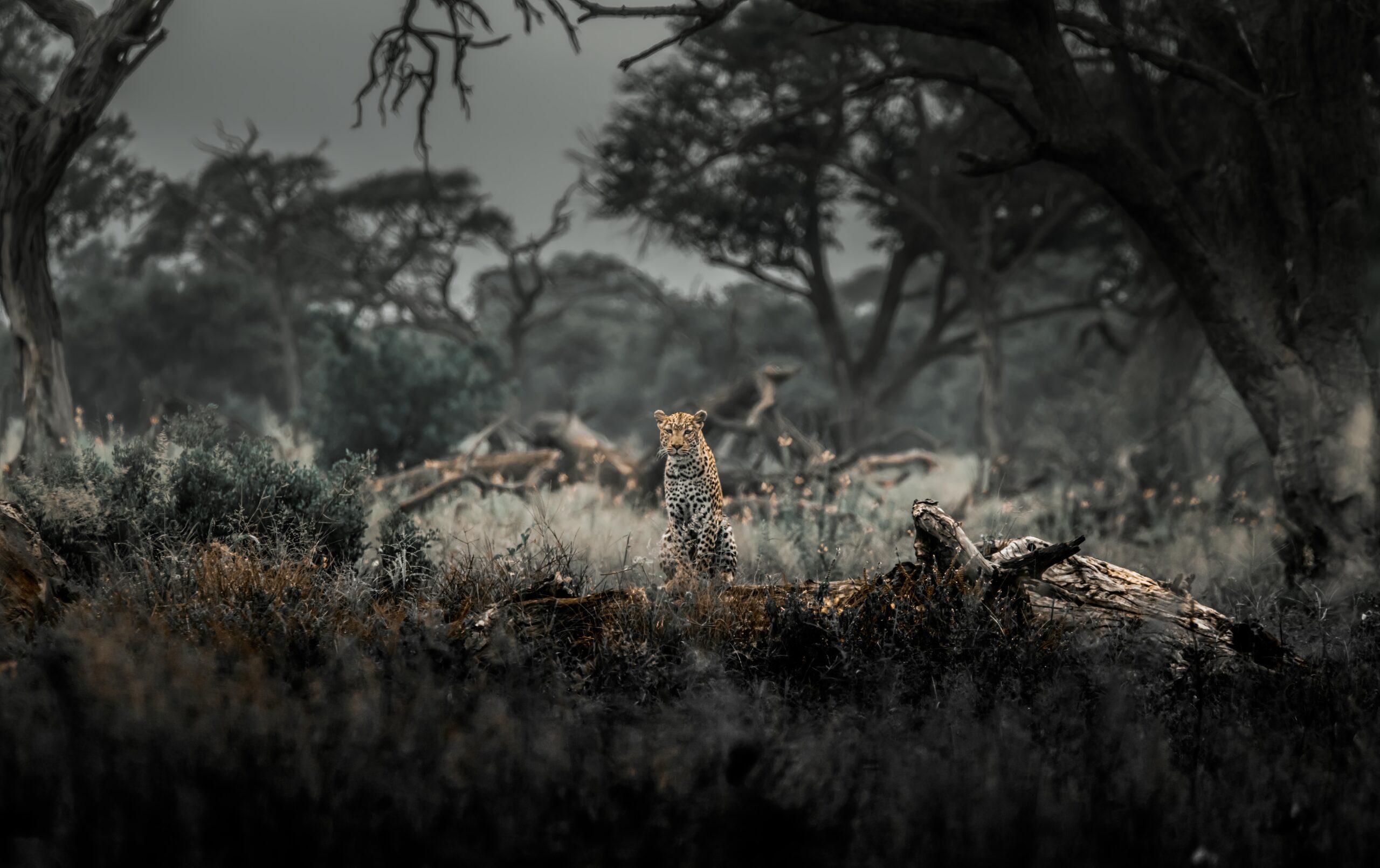 Interesting Facts Black Backed Jackal – Namibia’s Cunning Canid Image 3