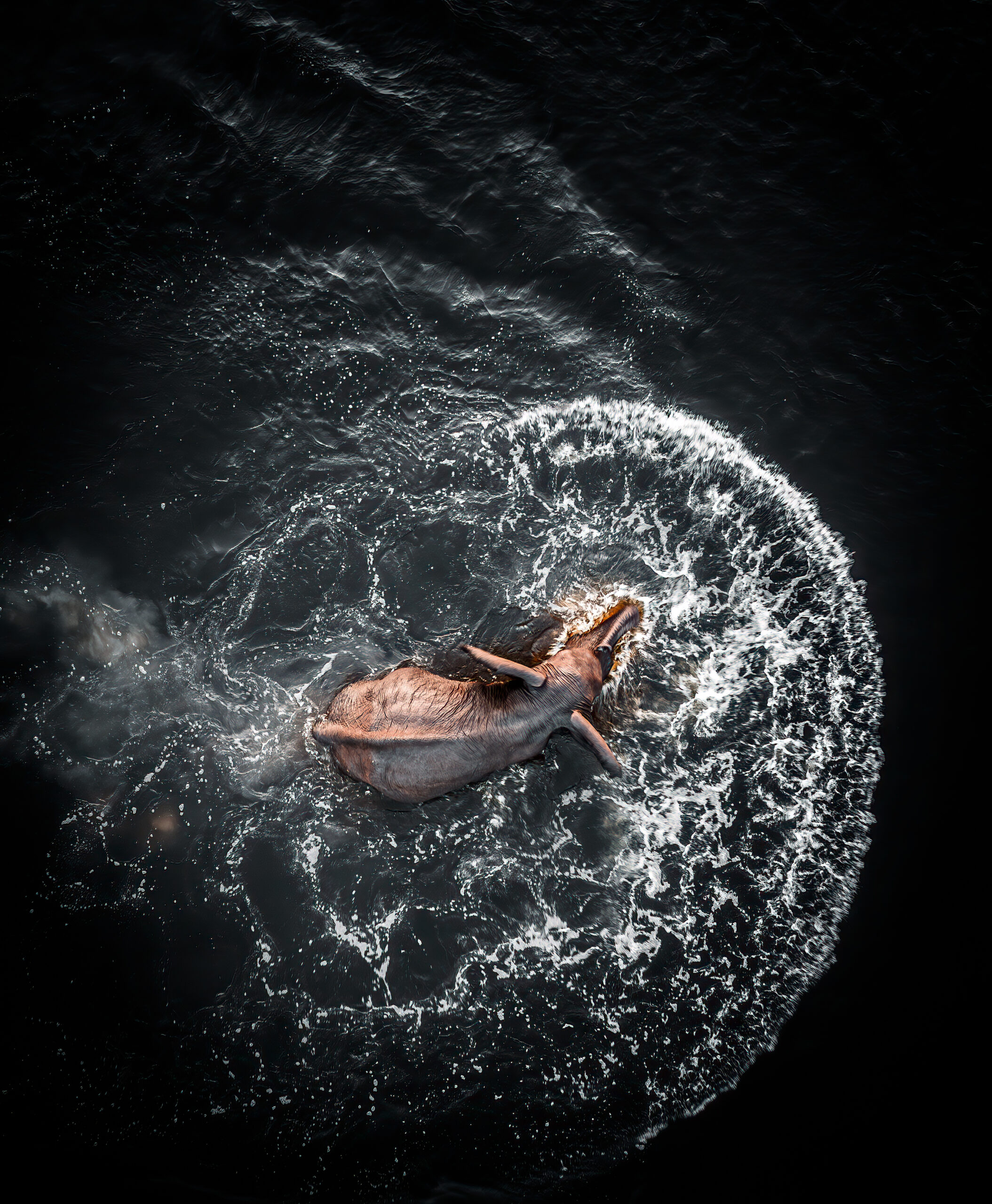 Interesting Facts Black Backed Jackal – Namibia’s Cunning Canid Image 4