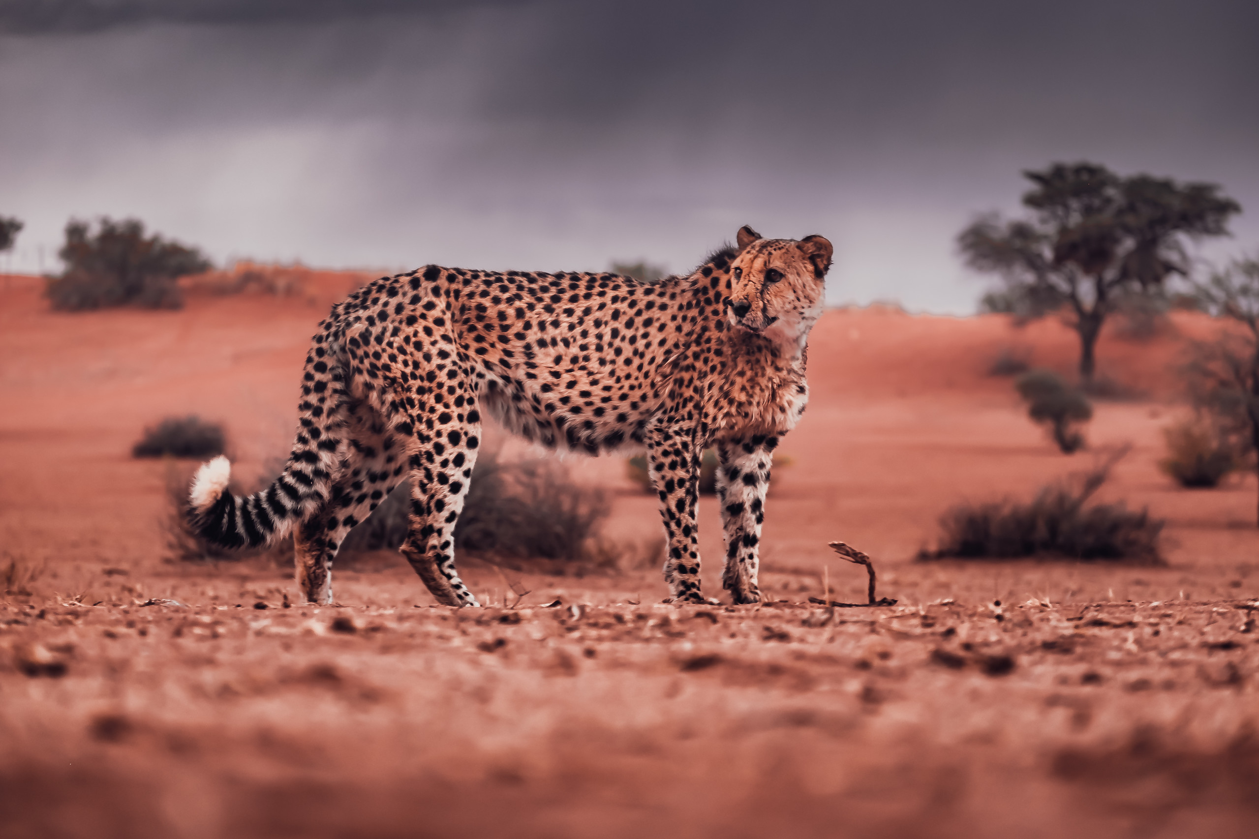 The History of Walvis Bay – A Coastal Legacy Image 2