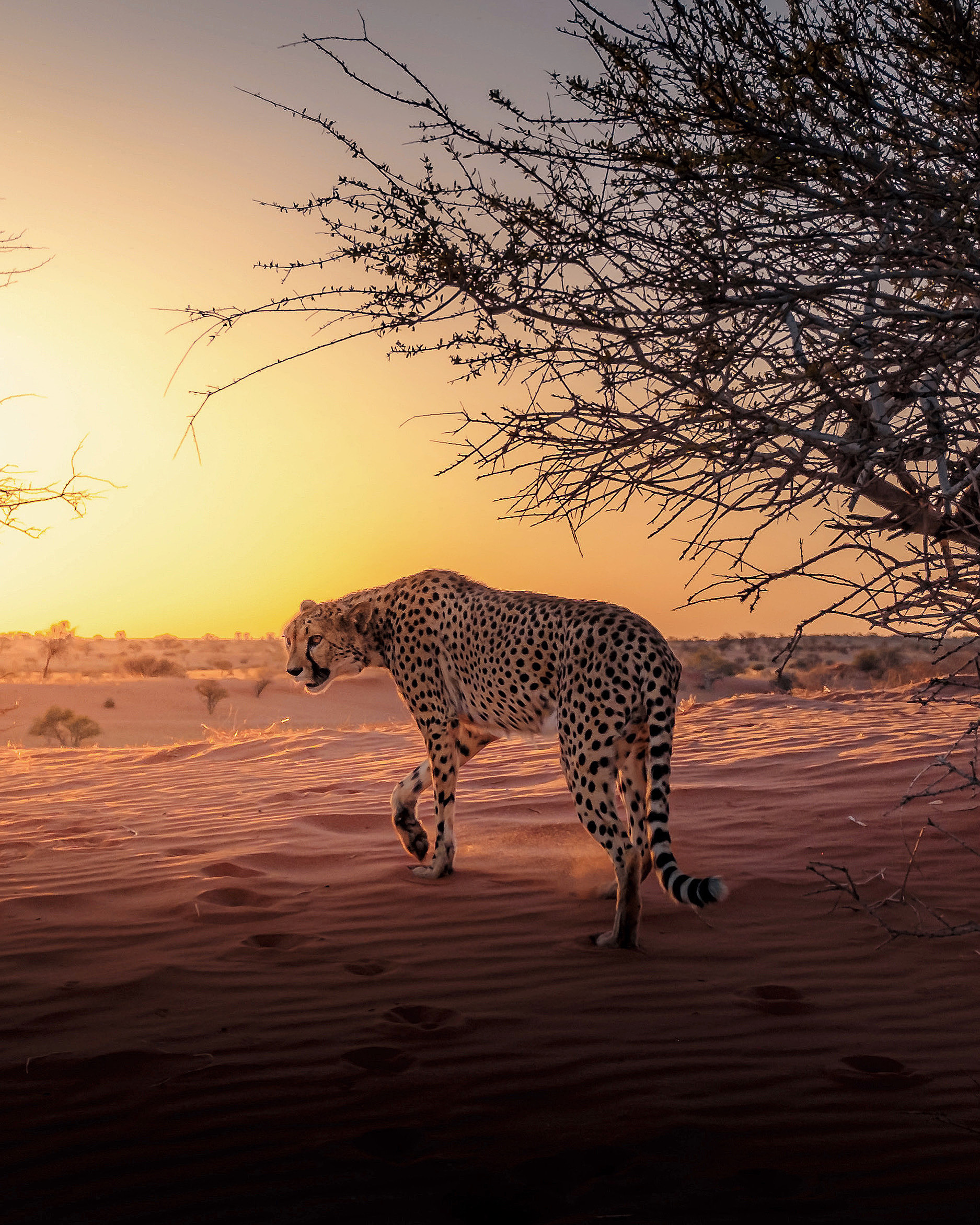 Swakopmund Activities: A Luxurious Adventure Awaits Image 2