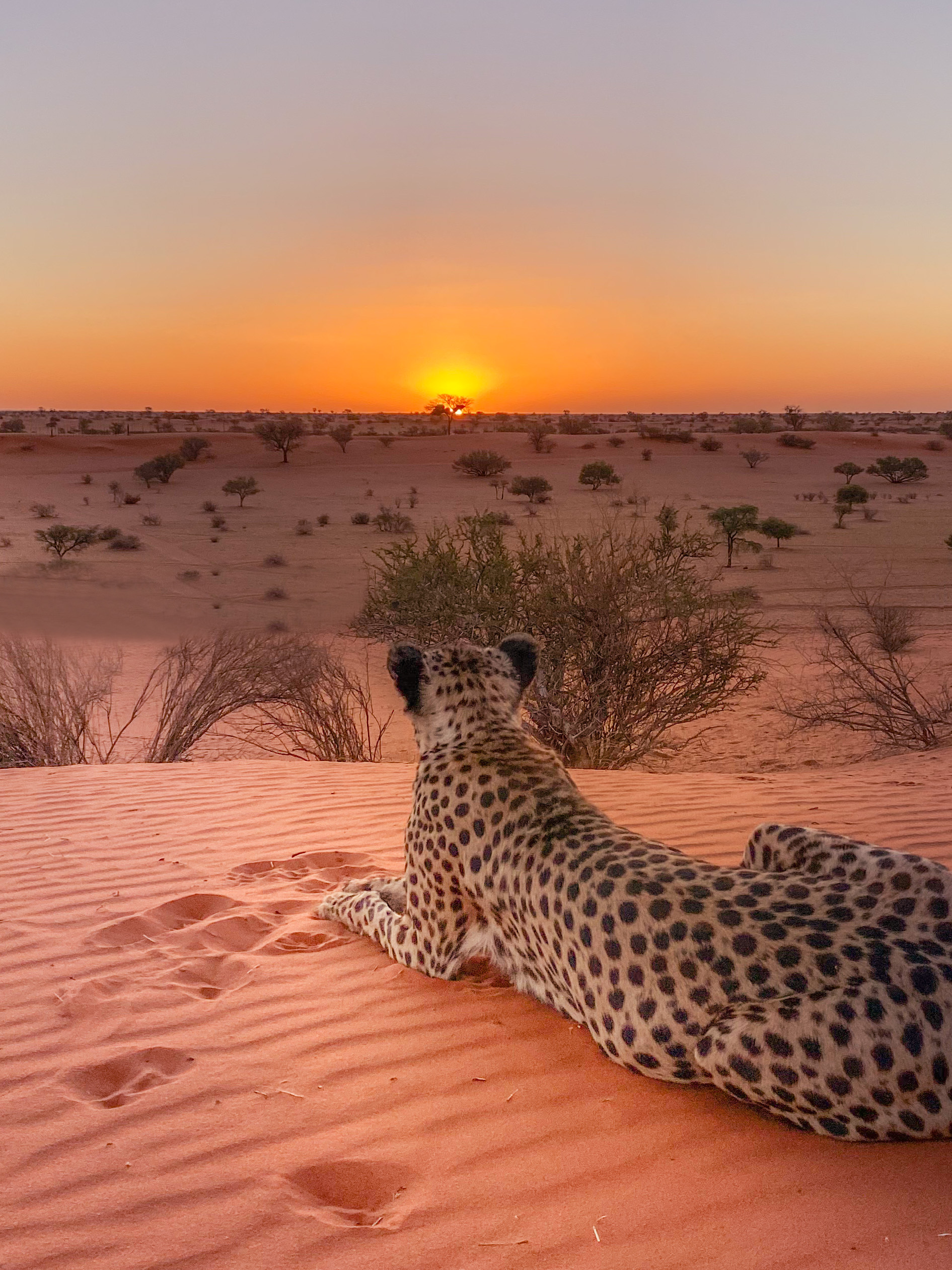 Best Safari Lodges in Namibia – Where Luxury Meets the Wilderness Image 1