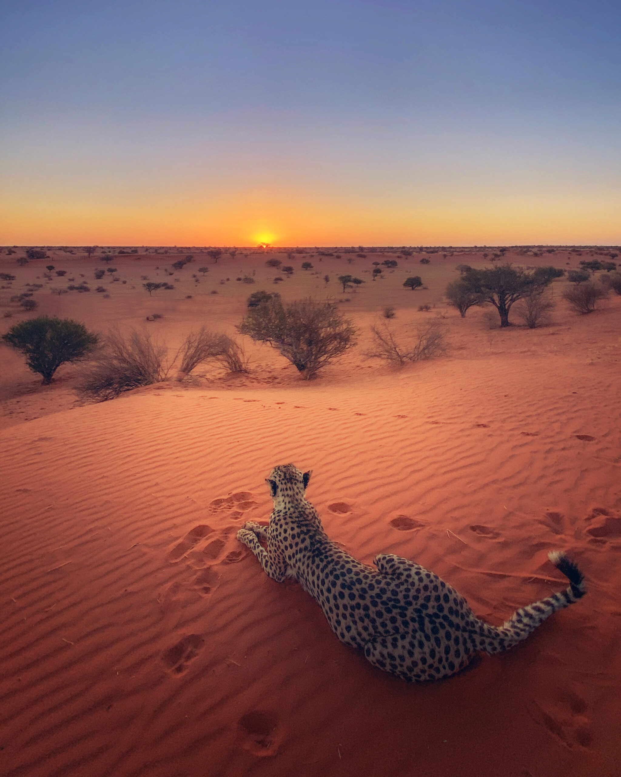 Best Safari Lodges in Namibia – Where Luxury Meets the Wilderness Image 2