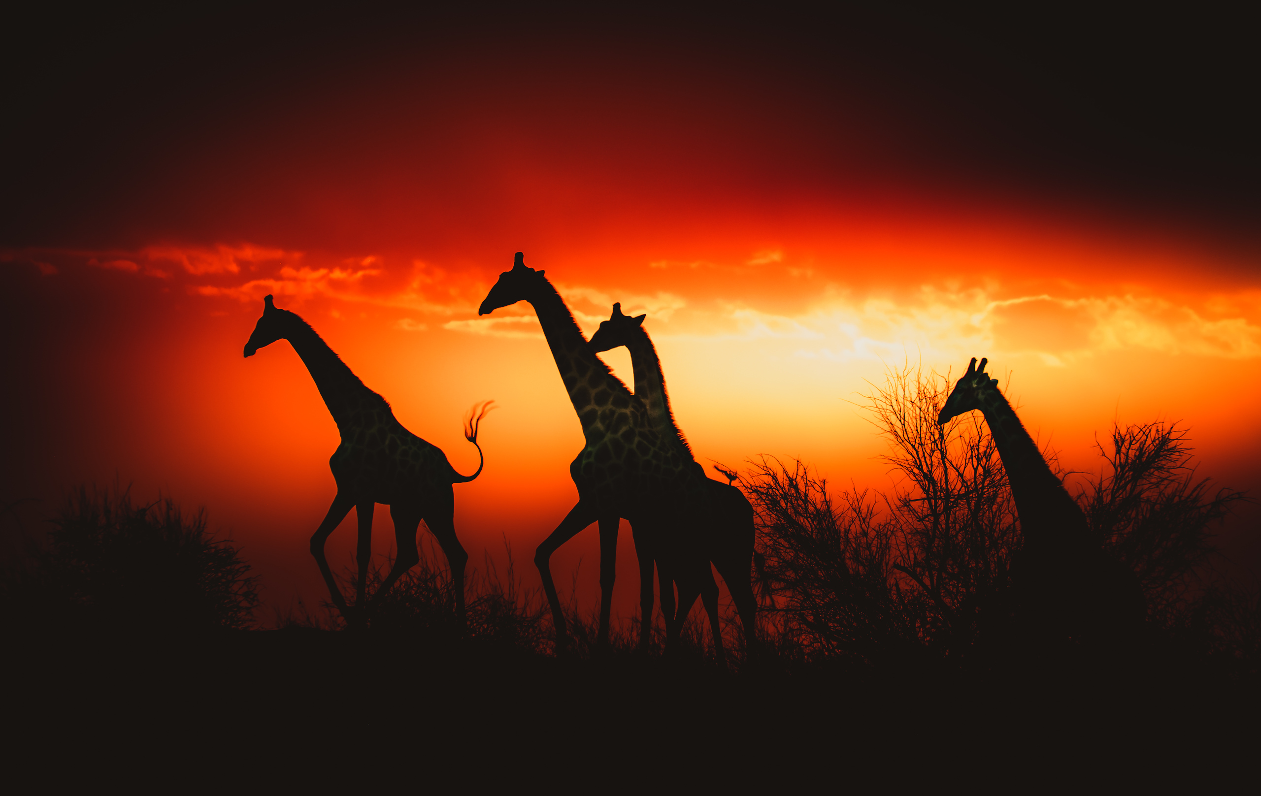 Desert Whisper Lodge – Namibia’s Luxury Escape in the Namib Desert Image 4