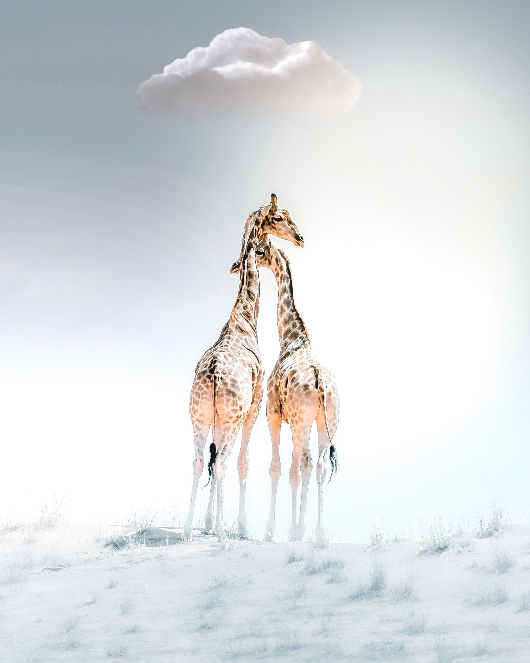 Skeleton Coast Namibia – Self-Drive Safari Guide Image 2