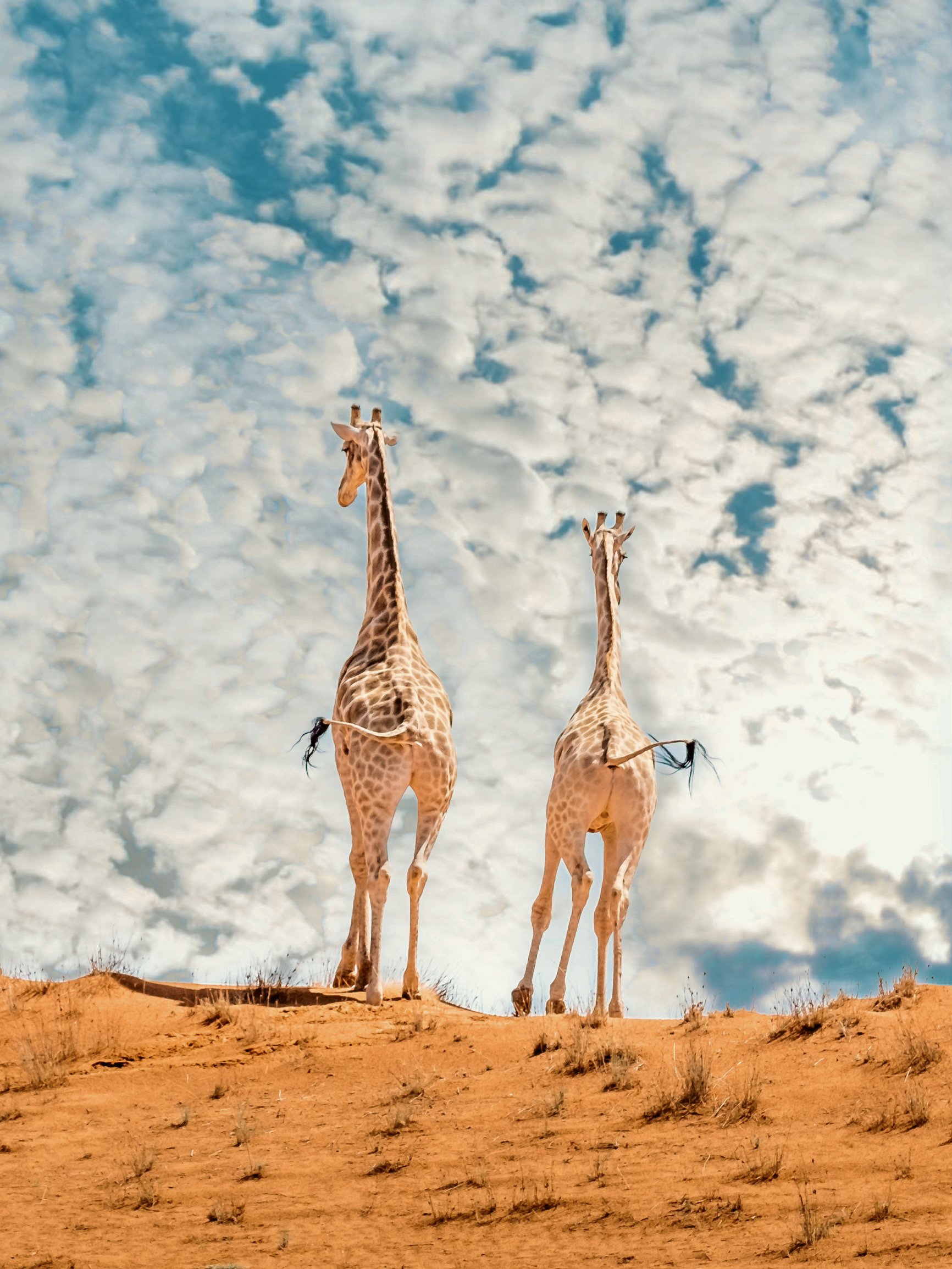 Skeleton Coast Namibia – Self-Drive Safari Guide Image 4