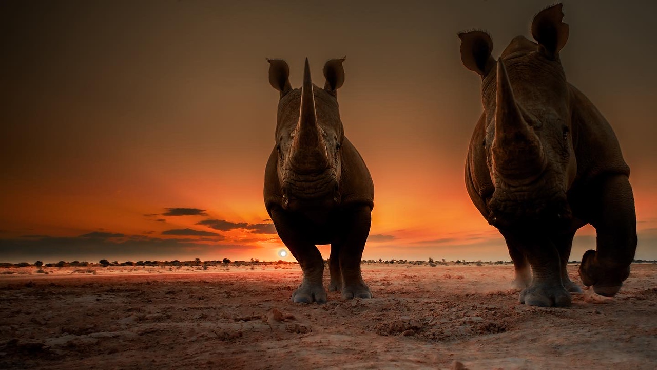 Namibia Luxury Lodges: Andersons at Ongava Image 1