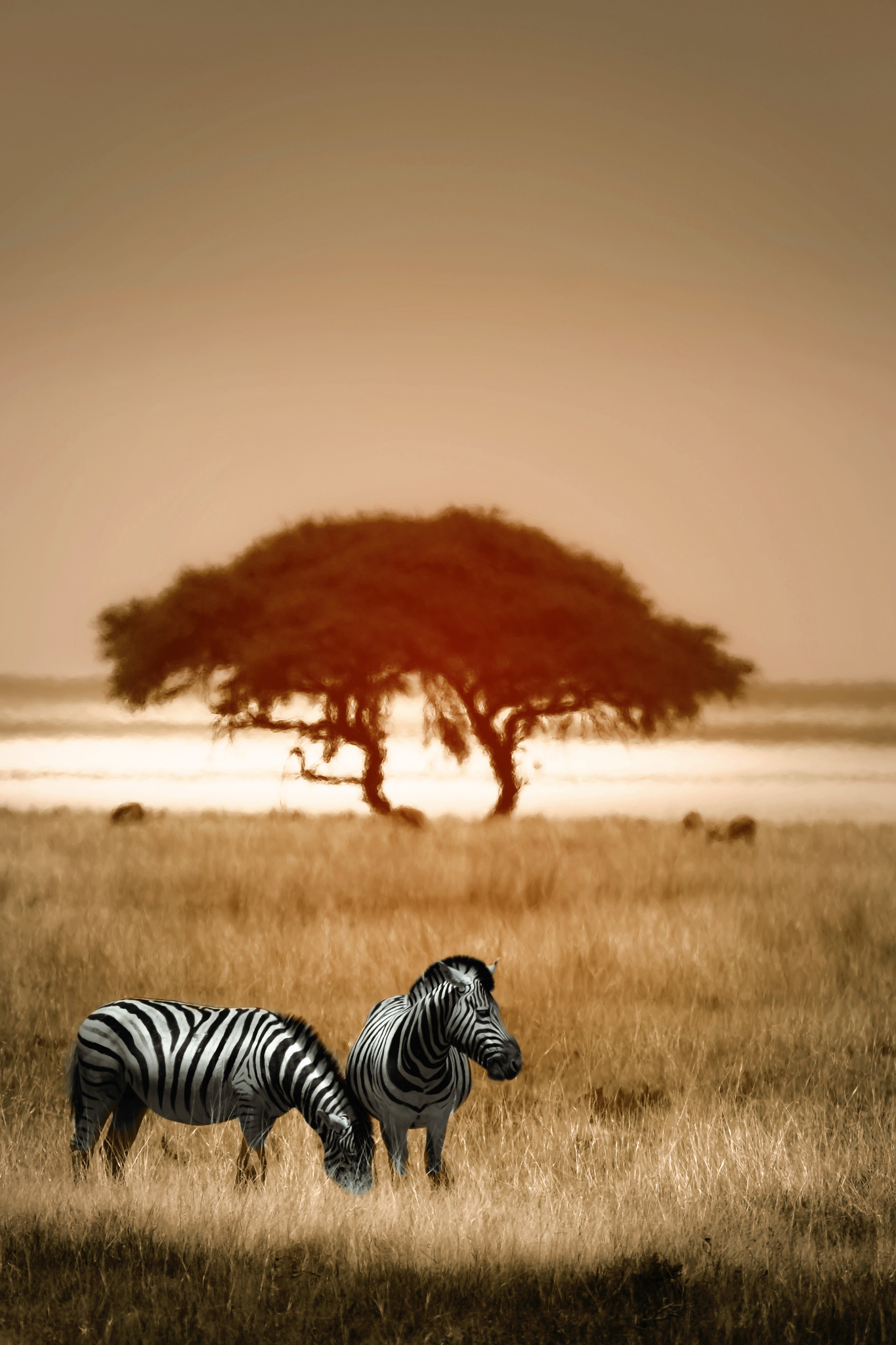 Namibia Luxury Lodges: Andersons at Ongava Image 4