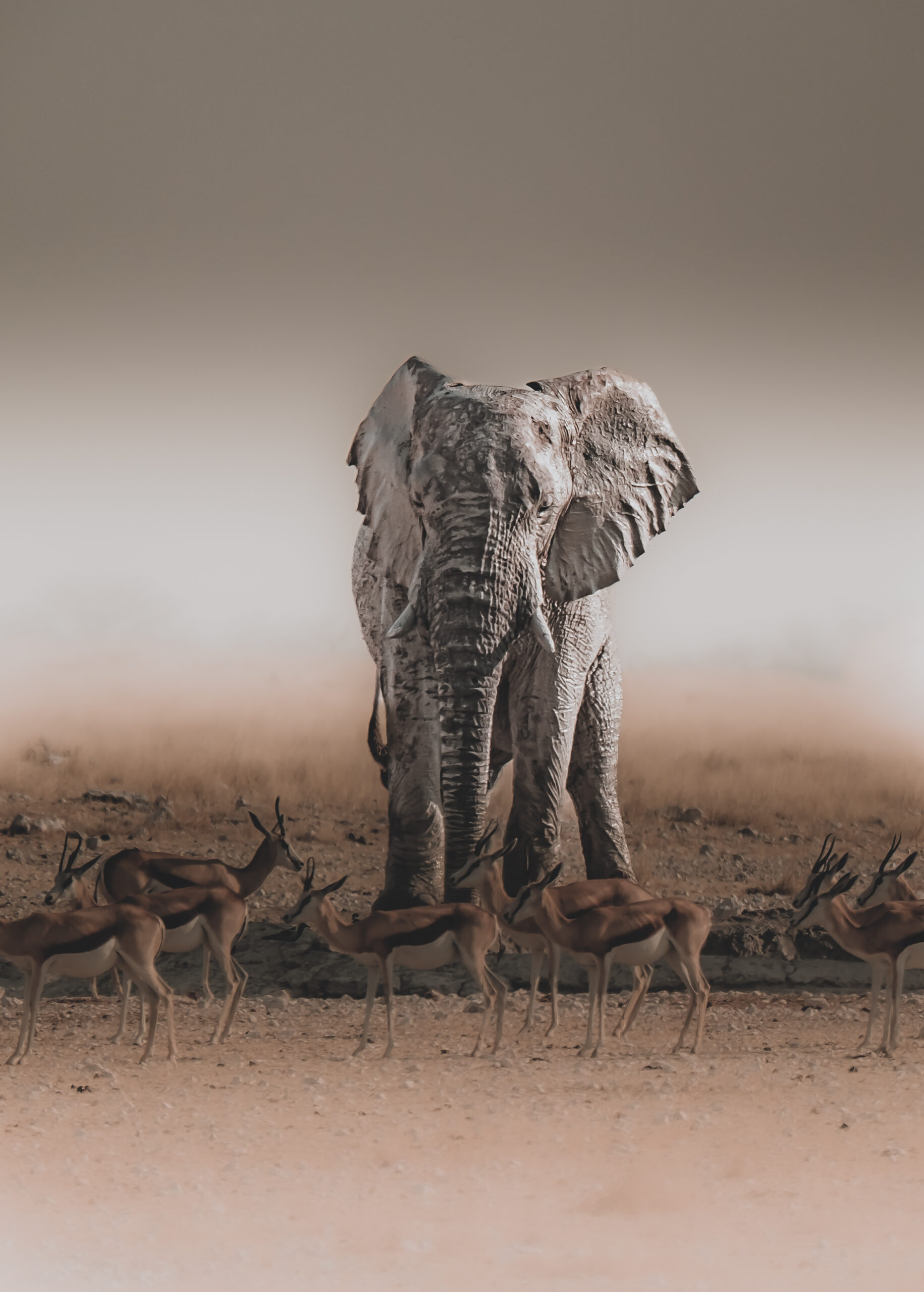 Namibia Luxury Lodges: Wilderness Desert Rhino Camp Image 1