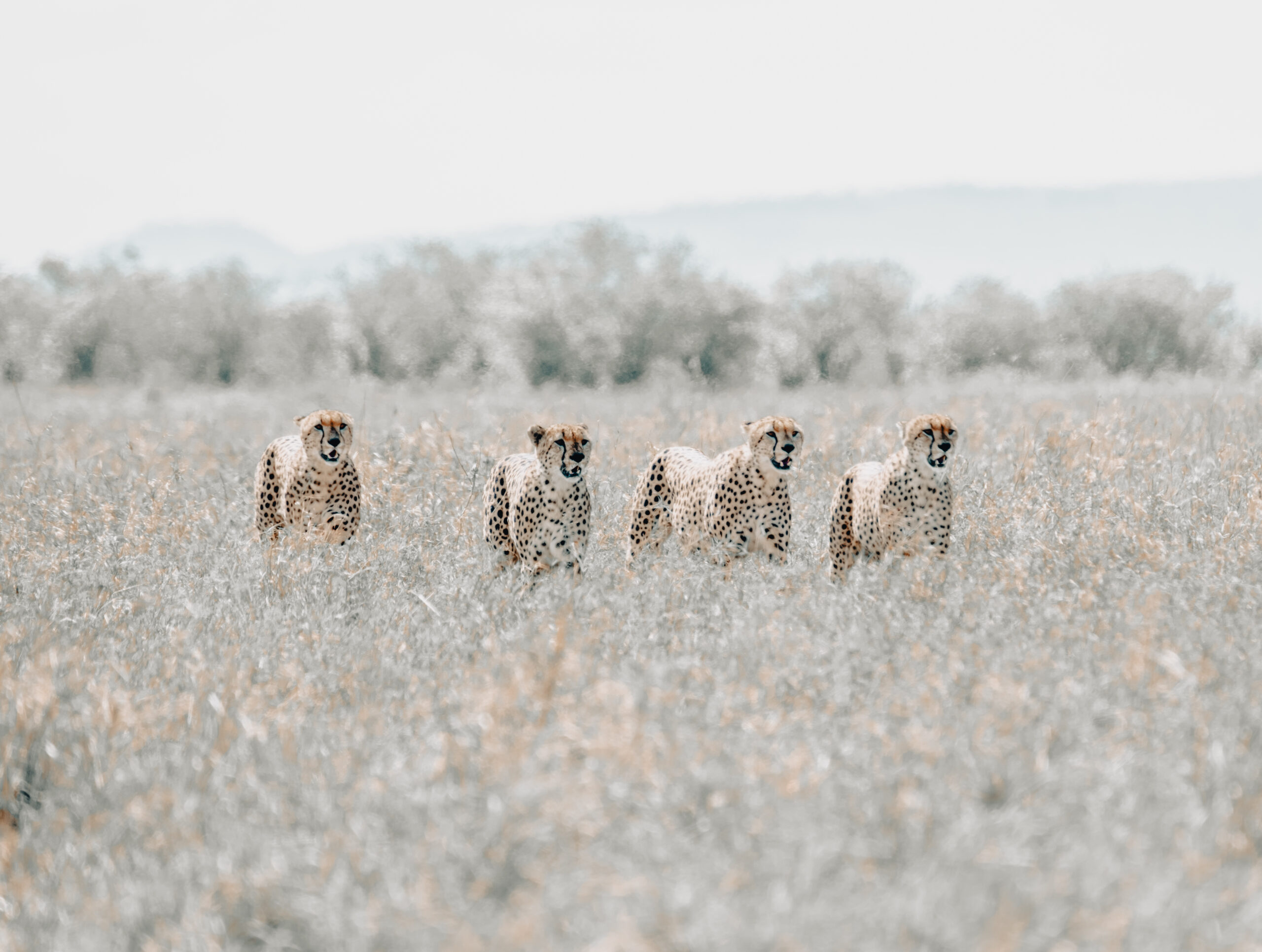 Namibia Luxury Lodges: Wilderness Desert Rhino Camp Image 2