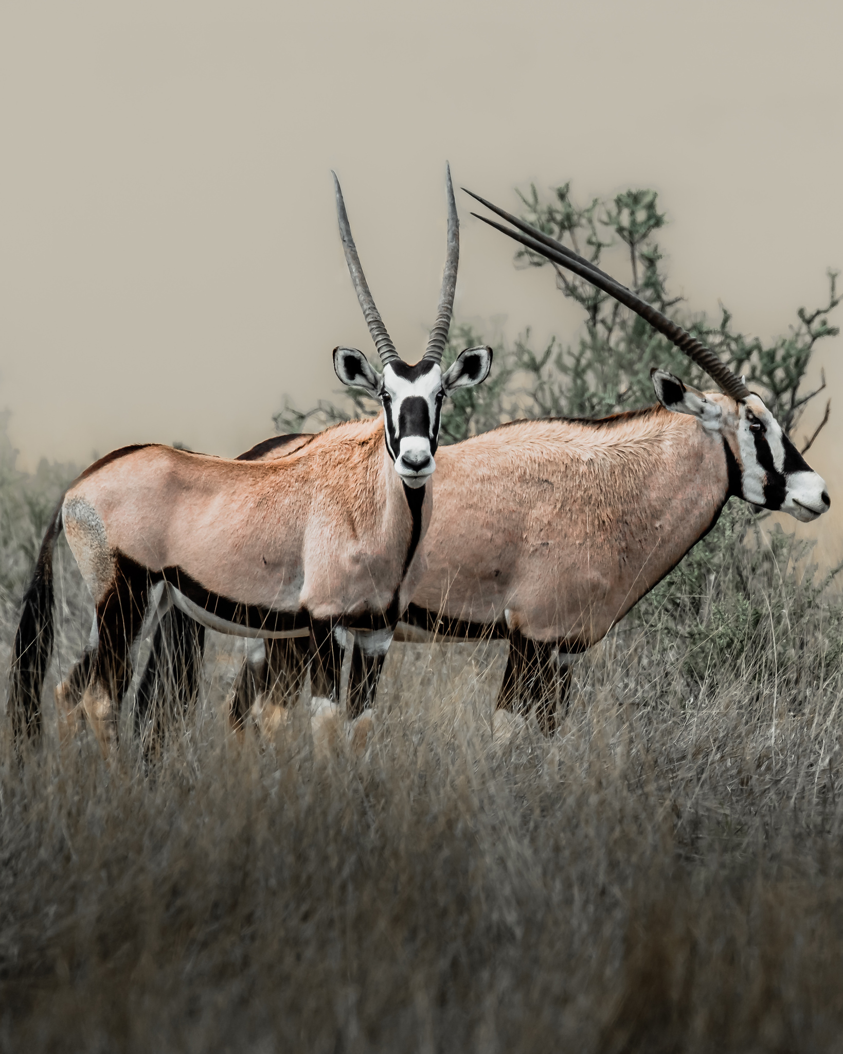 Namibia Luxury Lodges: Wilderness Desert Rhino Camp Image 4