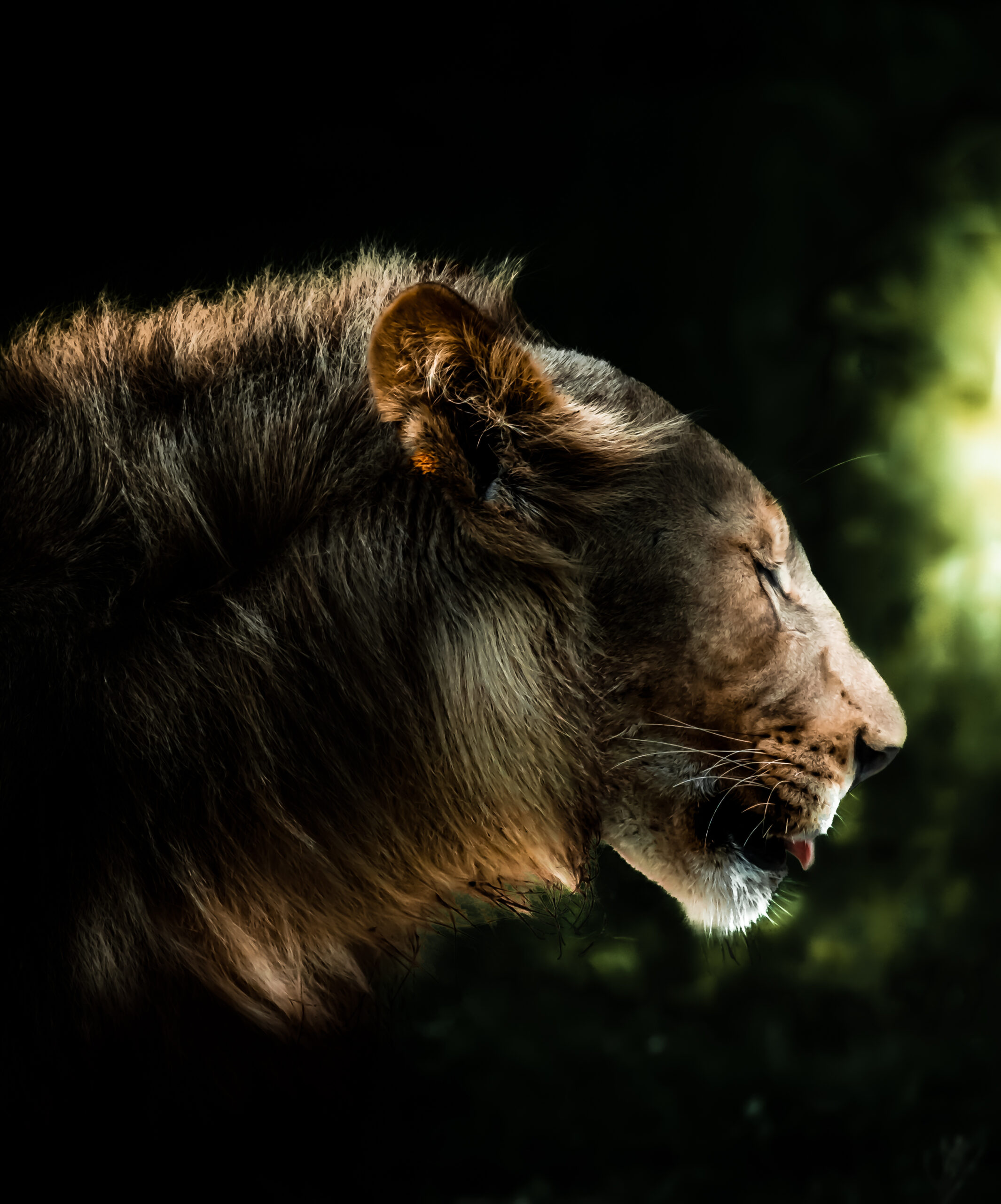 Discover the Magic of a 9 Day Tanzania Safari Image 1