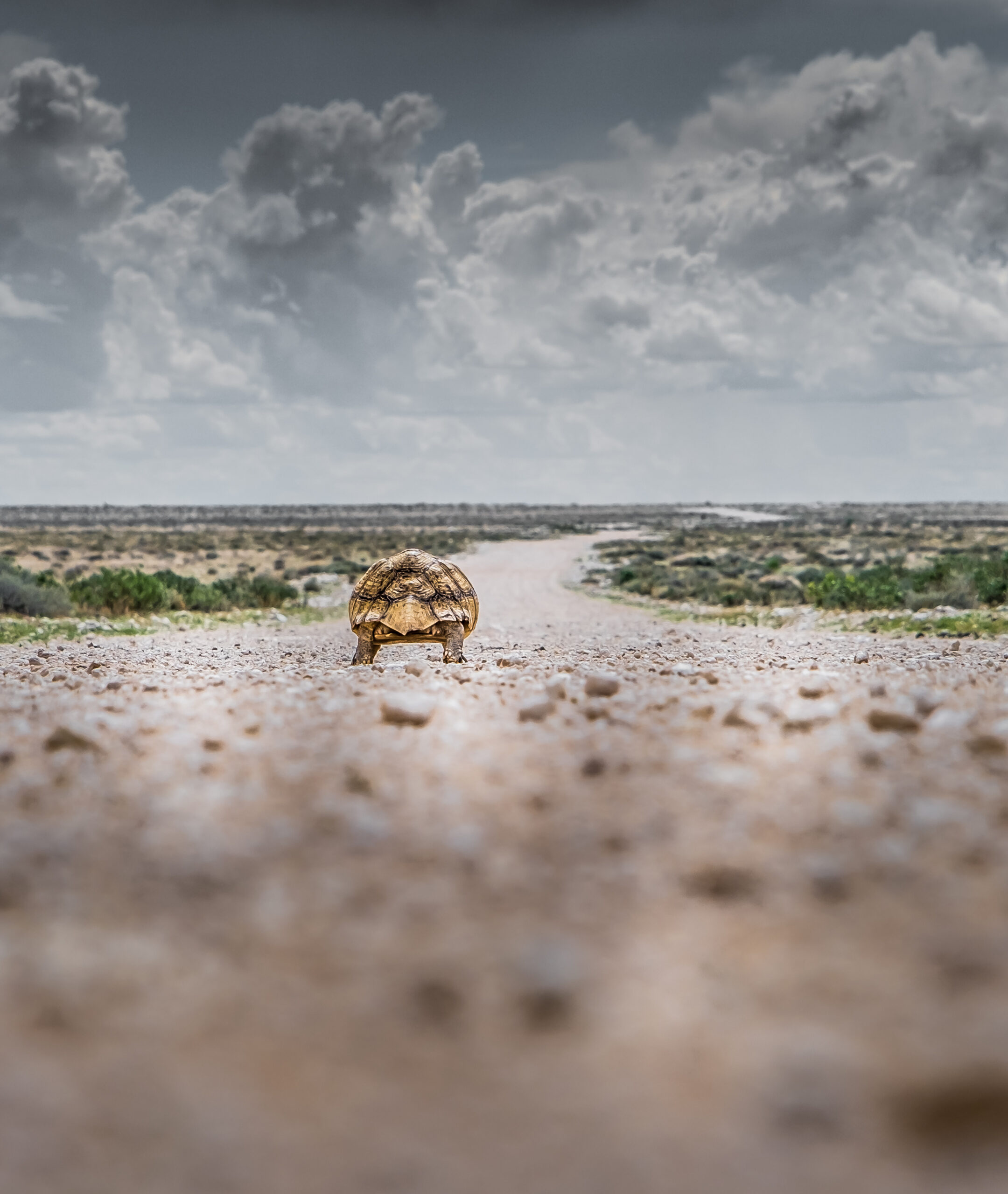 Discover the Magic of a 9 Day Tanzania Safari Image 4