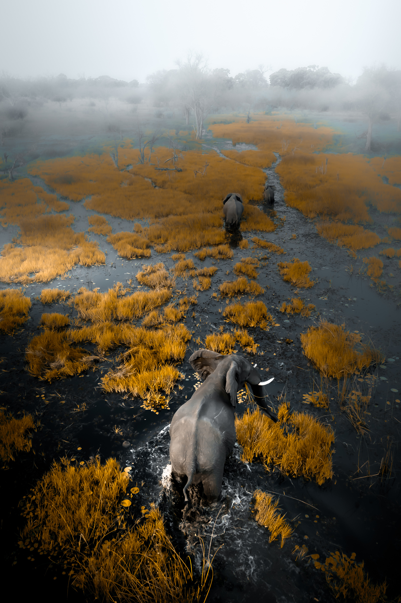 The Great Wildebeest Migration: Nature’s Most Breathtaking Show Image 1