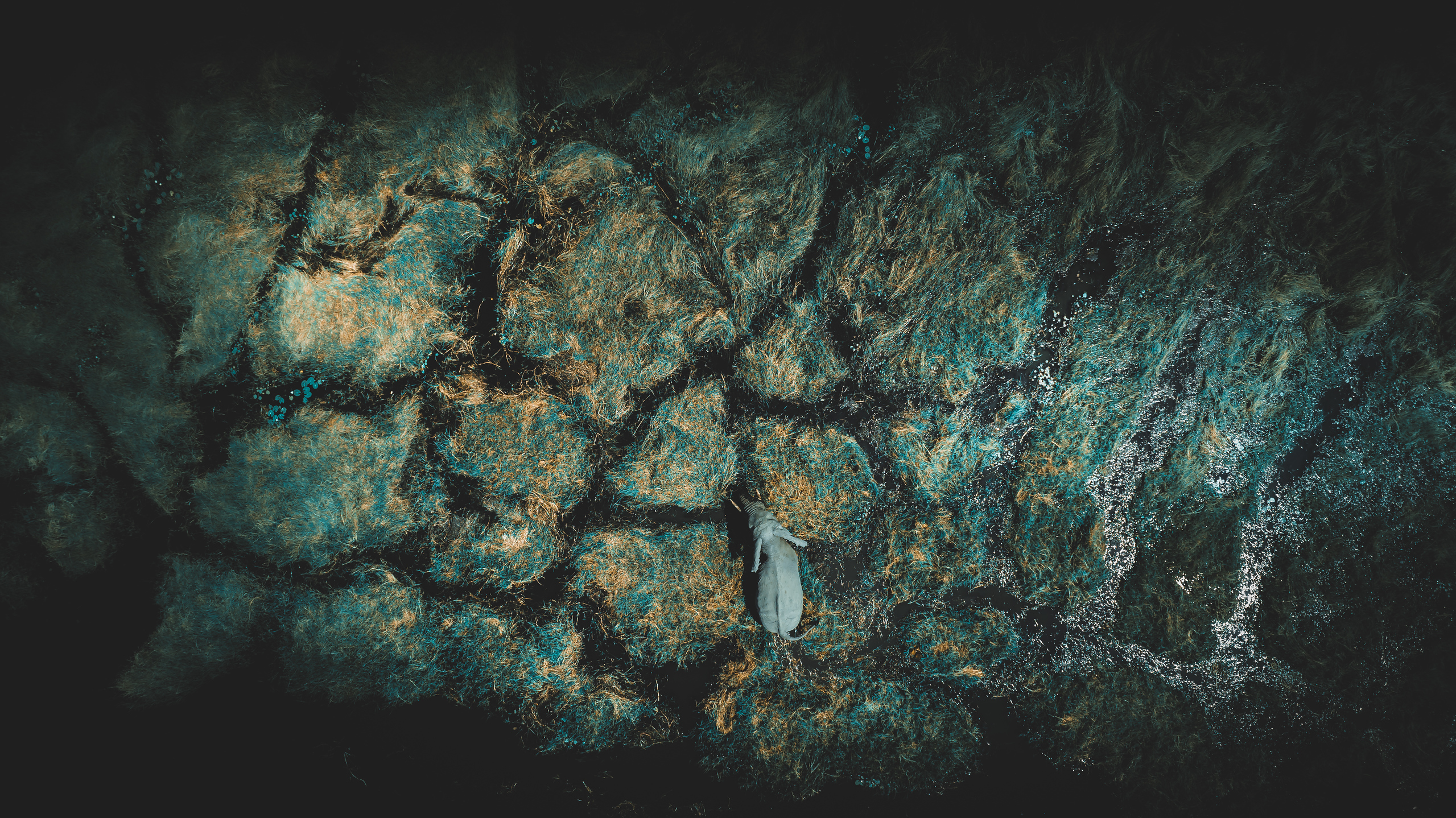 The Great Wildebeest Migration: Nature’s Most Breathtaking Show Image 2