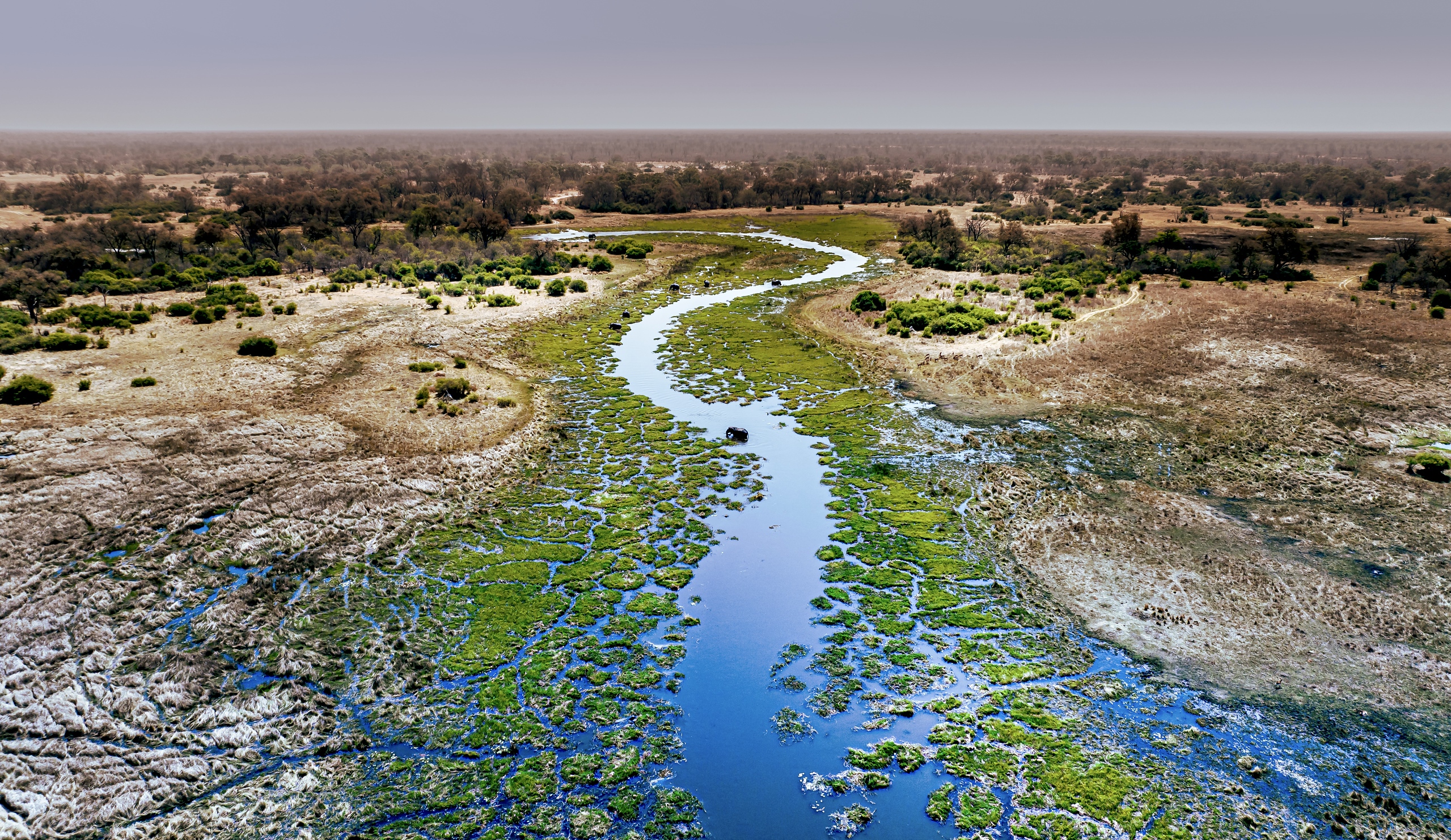 When to See the Great Migration Image 2