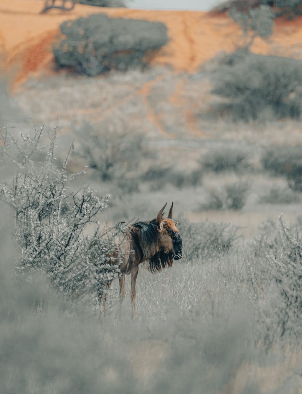 Wildebeest on the plains in Namibia, typical Etosha self-drive game viewing