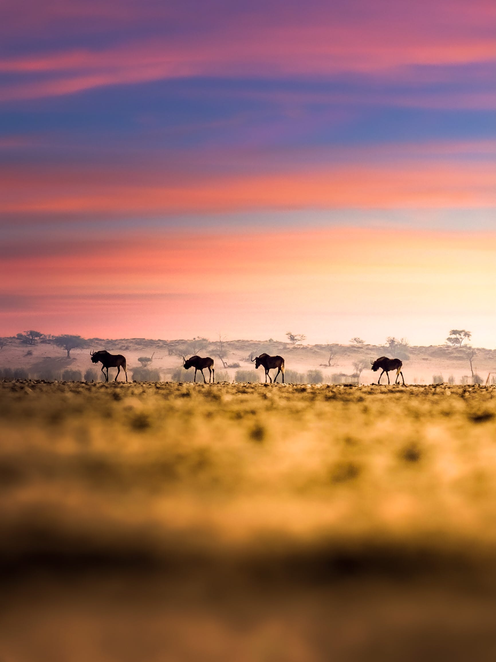 East Africa safari