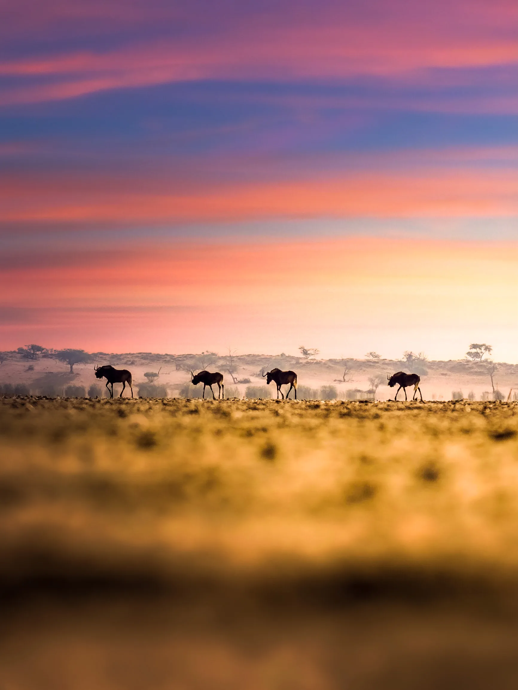 Namibia safari